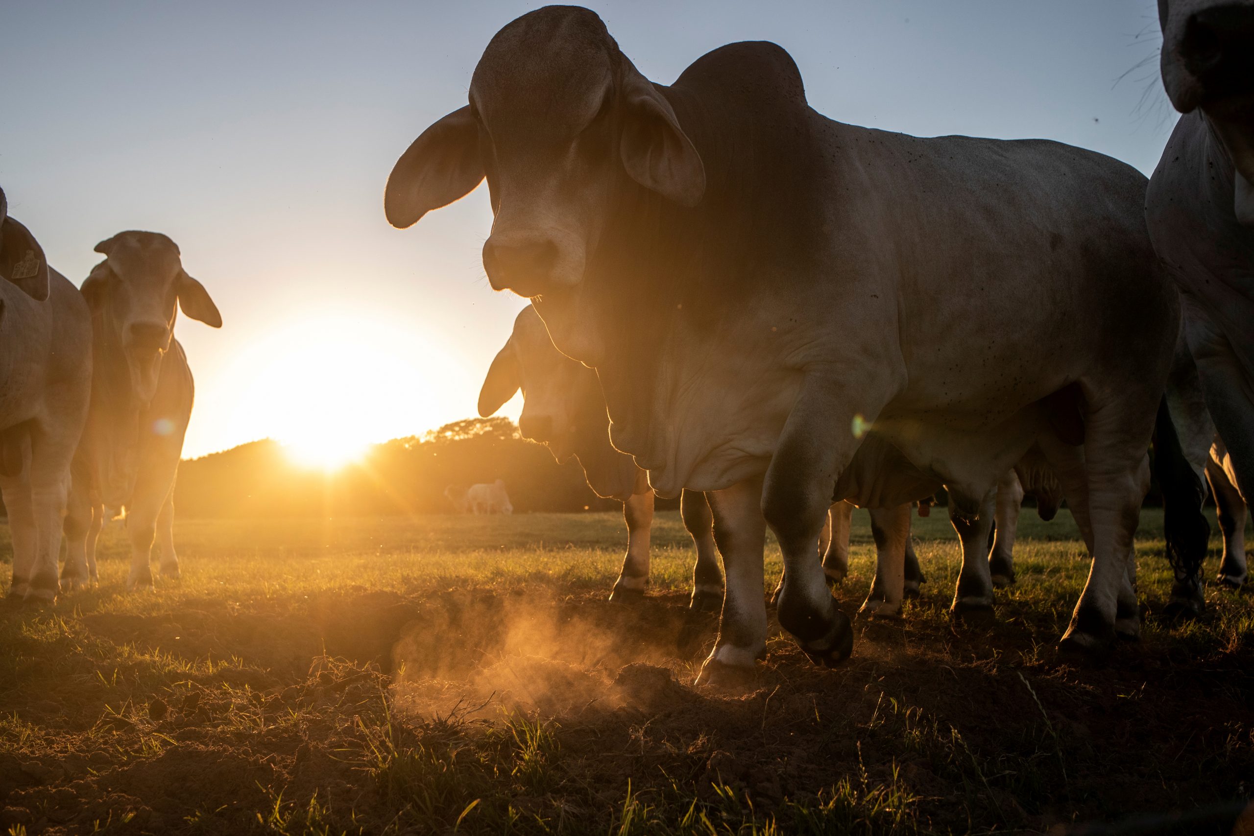 Trump Says US Should Consider Ending Trade Deals Under Which It Imports Cattle