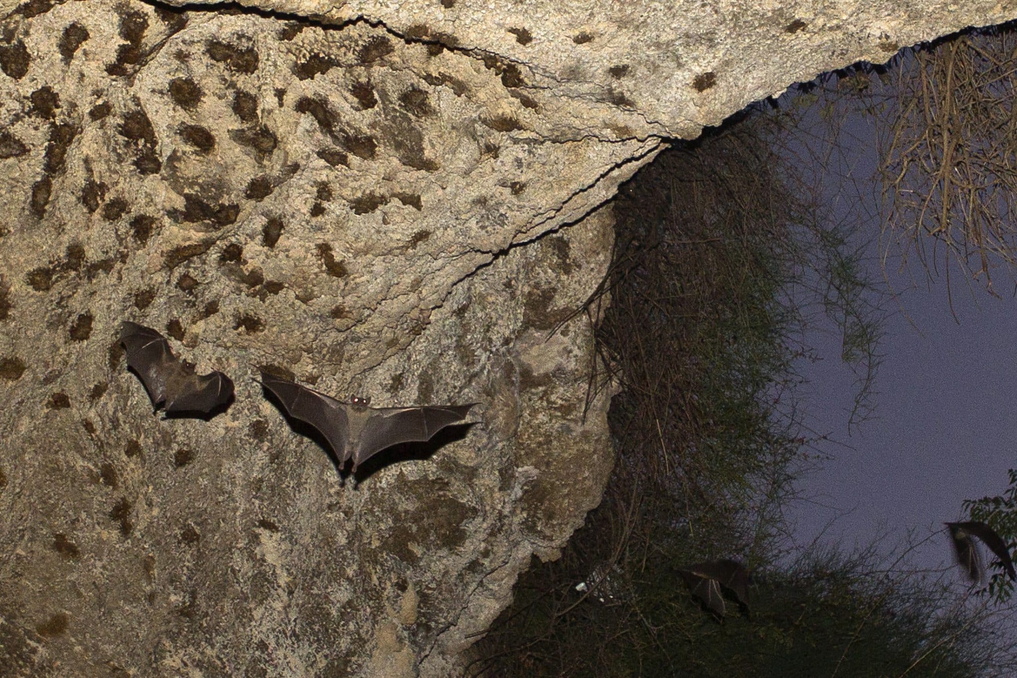 WHO Says COVID Likely Passed From Bats To Humans Through Another Animal: AP
