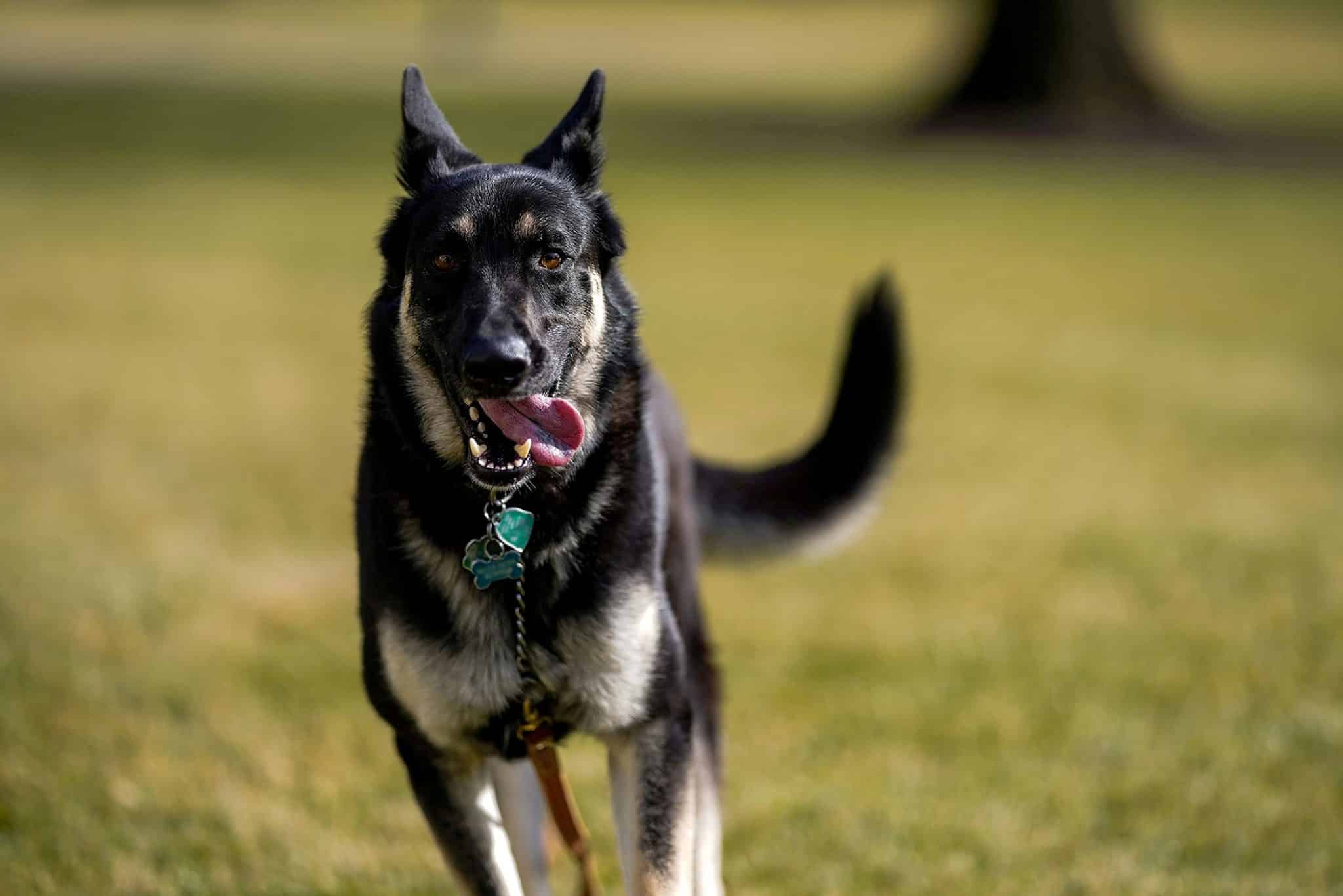 First Dog Major Back at White House After Post-Bite Training