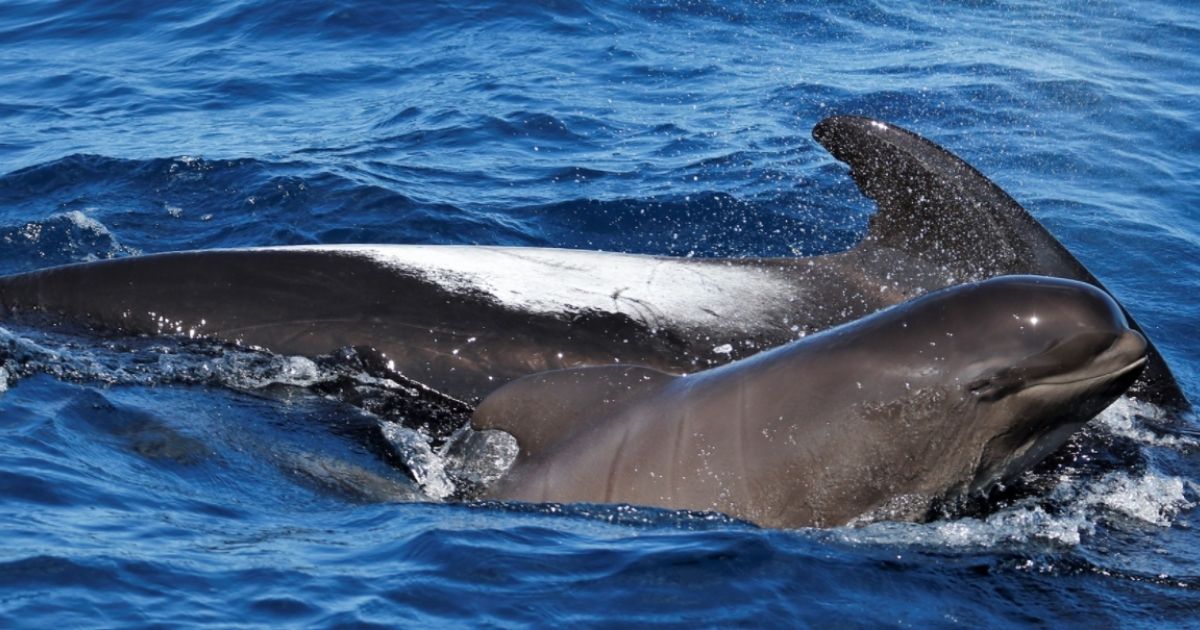 New Zealand Ocean Group Watches in Amazement as Bottlenose Dolphin Adopts Baby Whale