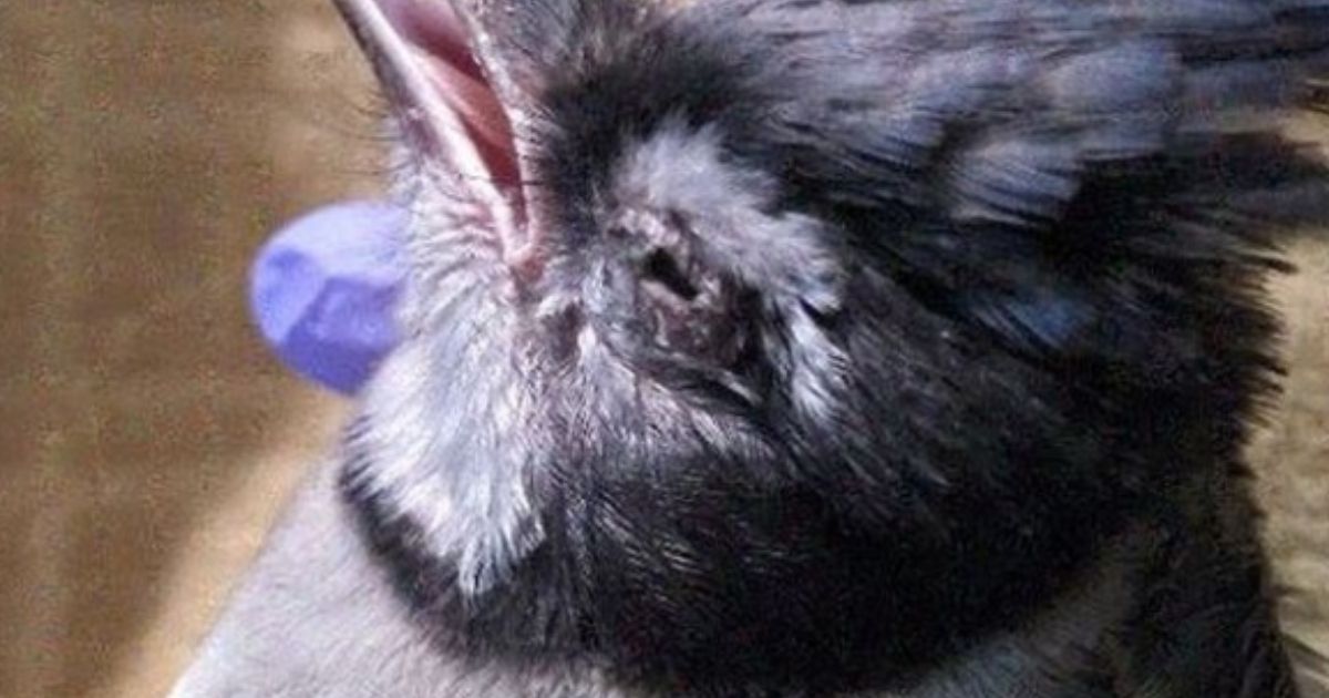 Horrific Mystery Illness Now Leaving Wild Birds Blinded and Grounded in East