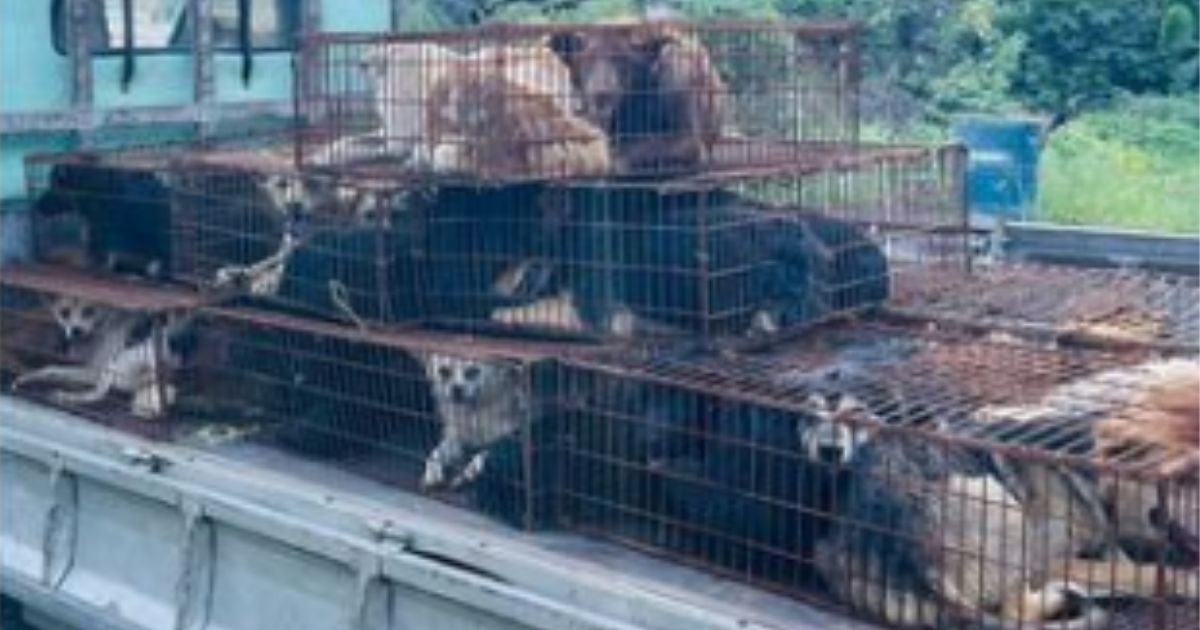 68 Dogs Rescued After Being Crammed Into Cages on Truck, Intercepted on Way to Dog Meat Festival