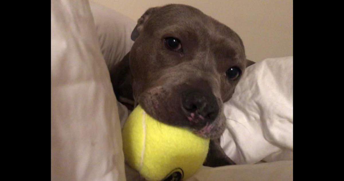 After Dog Is Seen Stumbling Down Street Bleeding from Mouth, Vets Discover Tongue Was Cruelly Cut Out