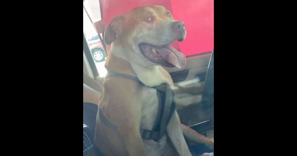Police Urge Citizens to Report Animals Seen in Hot Cars After Freeing Dog from Scorching Vehicle