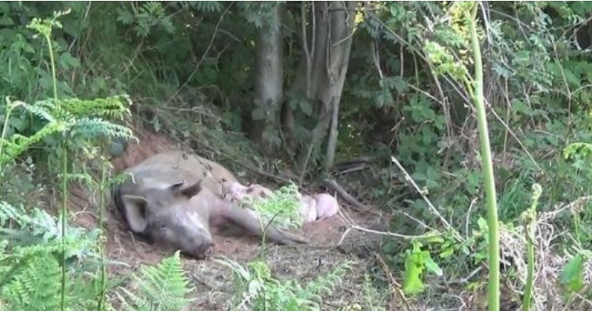After Pregnant Pig Escapes Farm and Gives Birth in the Woods, Public Steps in to Save Piglets from Slaughter