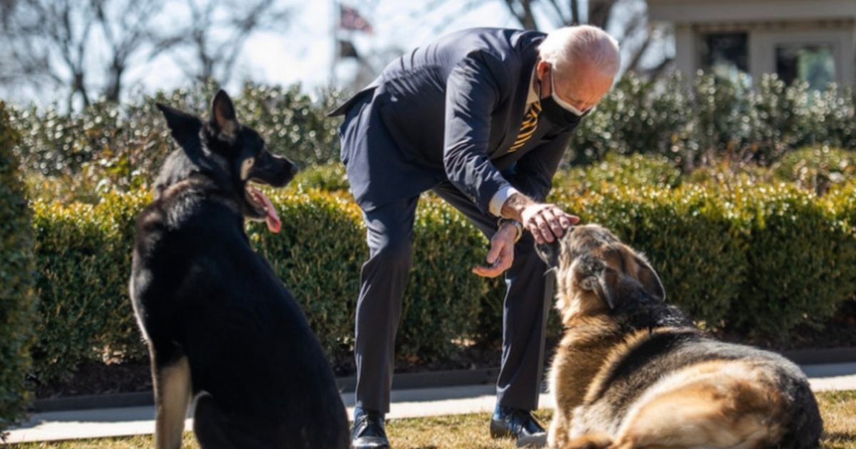 Biden's Dog Is More Aggressive Than We Thought, Insider Emails Reveal Straight Week of Attacks
