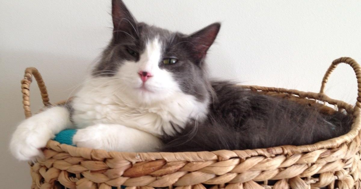 Beloved Cat Finally Returned to Massachusetts Owner After 6-Year 'Unimaginable Journey'