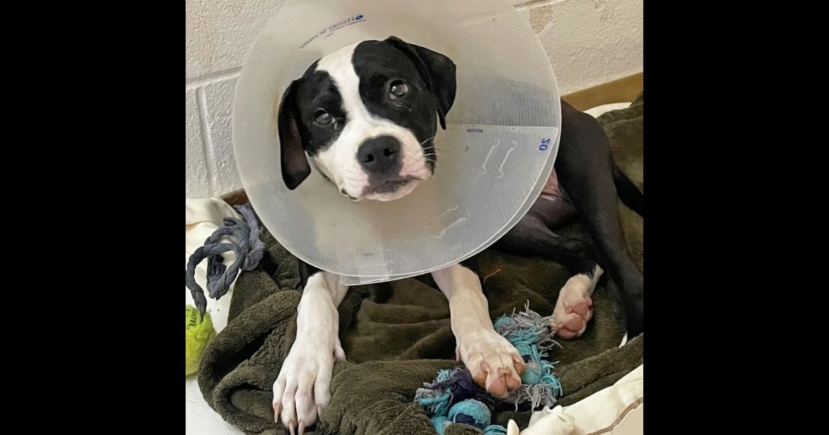 Animal Center Tells Heartbreaking Story: Pup's Injuries 'Suggest Someone Held Her Head Down with Their Shoe' and Shot Her