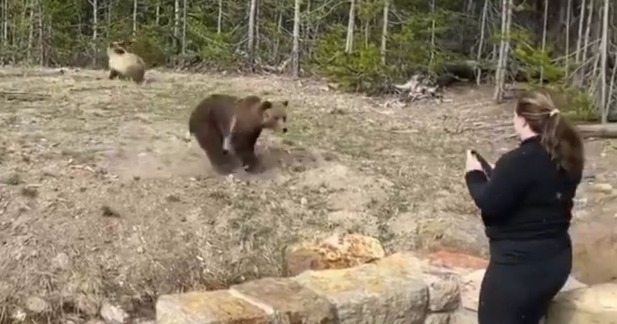 Woman Allegedly Provokes Grizzly Into a Charge with Photo Op; Now She's Set to Appear in Court After Officers See the Video