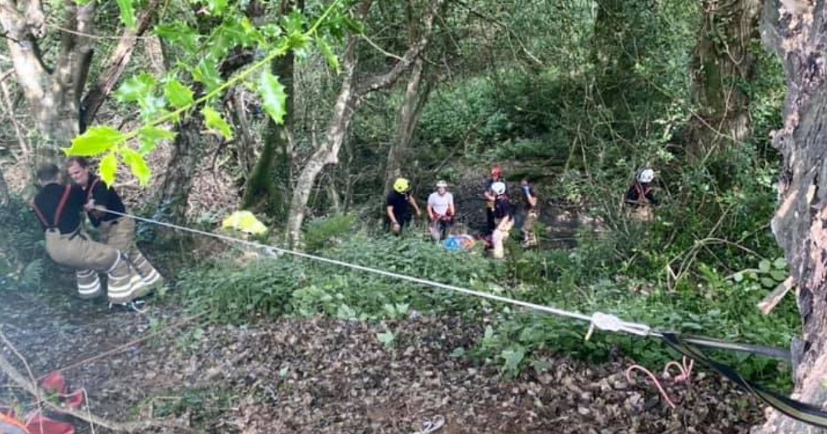 Cat's Meows Alert Rescuers to Owner, 83, Who Fell 70 Feet Down Ravine: 'Piran the Cat Saved the Day'