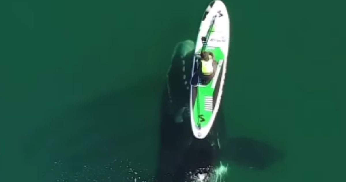 Paddle Boarder Gets Nudge from Whale Below the Surface, 'Didn't Feel Fear'