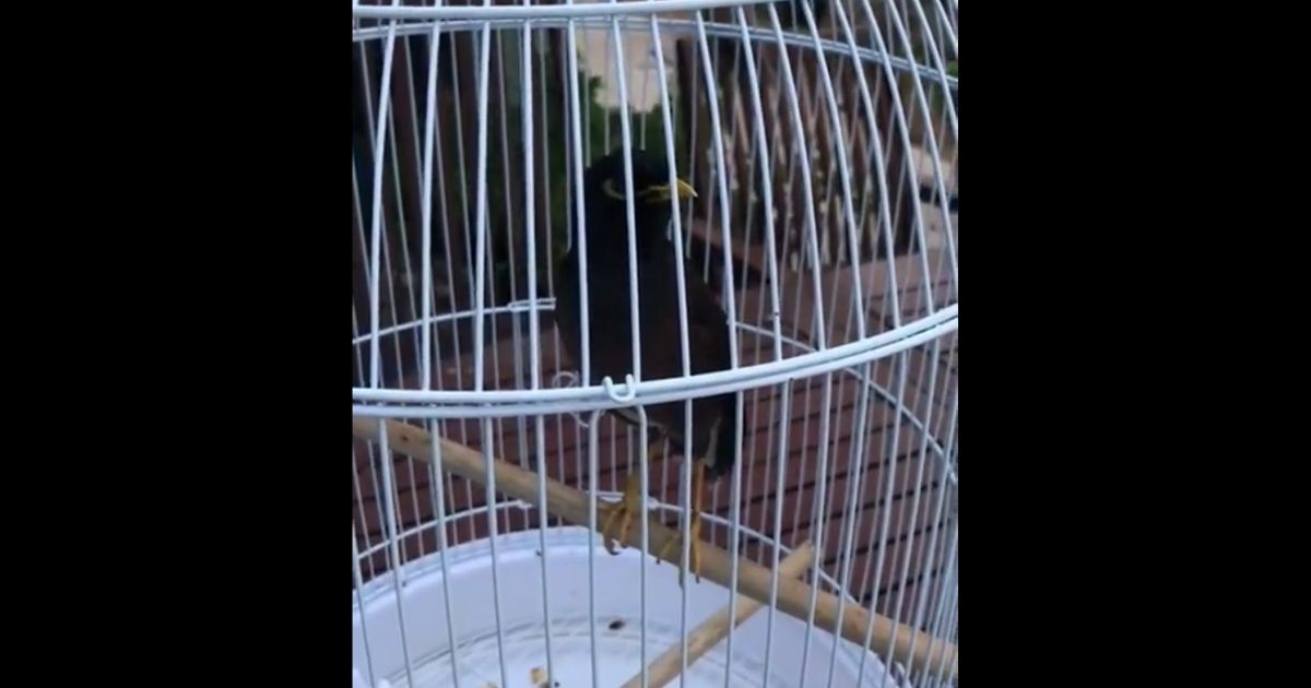 French Diplomat Picks Up Afghan Refugee’s Pet Bird, Now It's Speaking Another Language