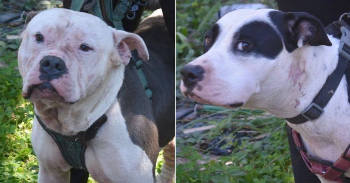 Alleged Home Intruder Attacked and Killed by Two Dogs, Body Found on Porch: Police