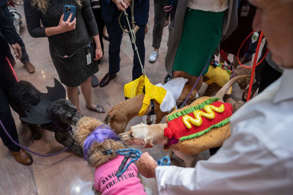 ‘Bipawtisan’ Halloween Parade: Dogs Dressed Up As Sinema, McConnell, ‘Nancy Pawlosi’
