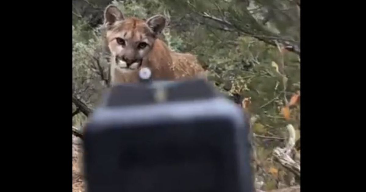Fury Erupts Over Social Media Posting of Man Shooting Mountain Lion Dead