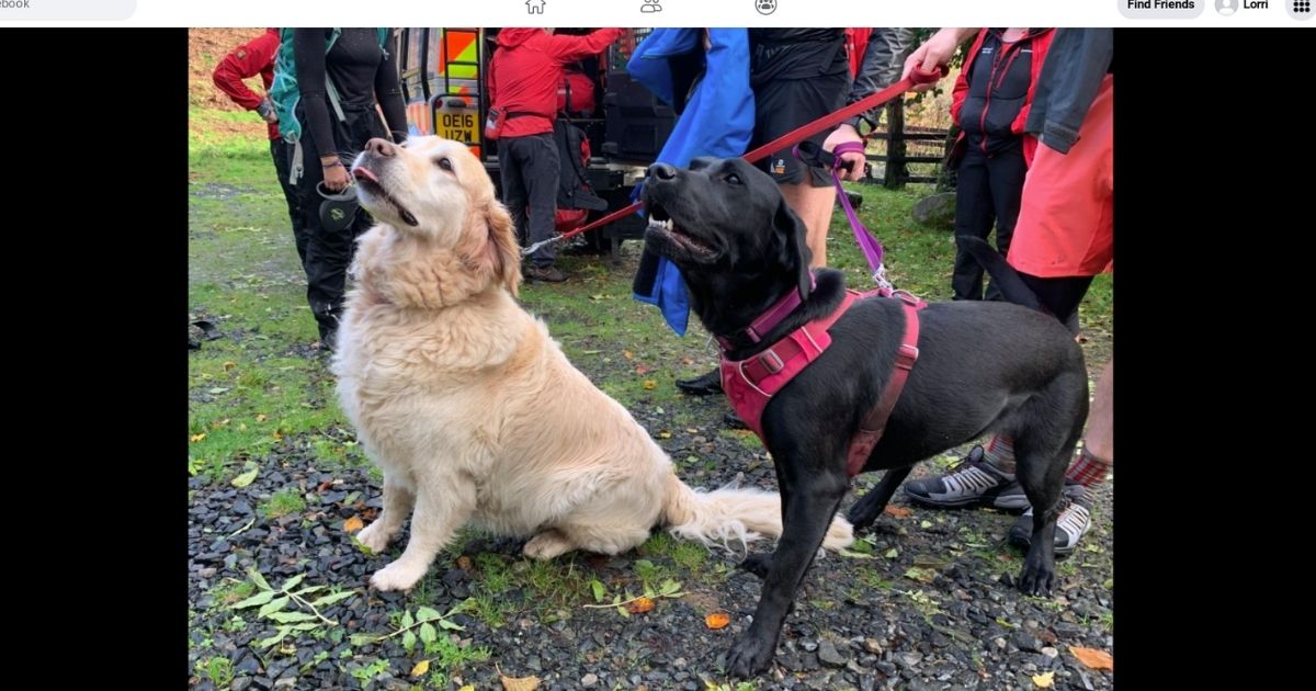 Canines Make Heroic Rescue After Dog Walker Has Seizure