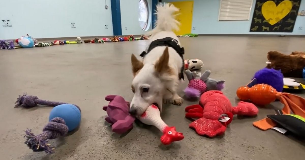Adorable Video: Dogs, Puppies Scramble for Christmas Presents