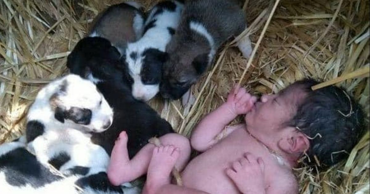 Mother Dog Takes in Abandoned Newborn, Locals Find Baby Safe Snuggled in with Puppies