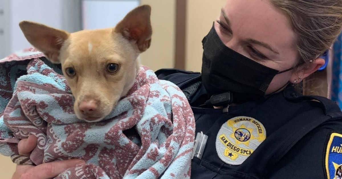 Dog Gets Lured to Safety with Only a Packet of Cheetos After Being on the Run for Weeks