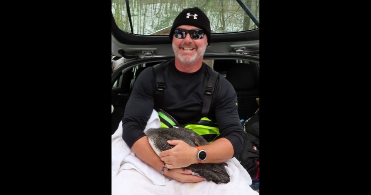 Faith in Humanity Restored: Loon Gets Adorable Rescue After Being Stuck in Ice