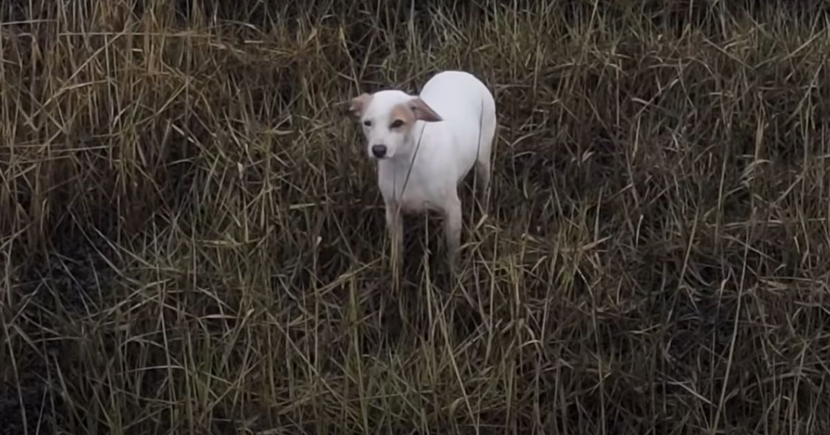 Rescuers Can't Get Stranded Dog to Flee Rising Tide, Then a Sausage Dangling from a Drone Races Into the Picture