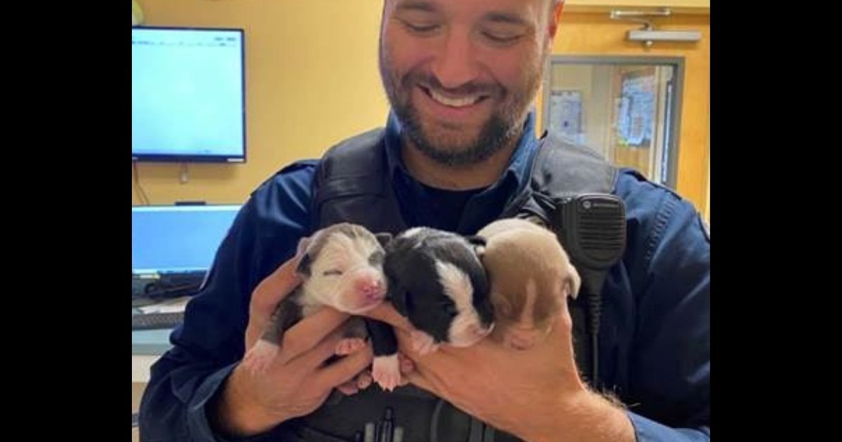 Puppies Found in Backpack at Scene of Car Crash, Rescued by Local Police