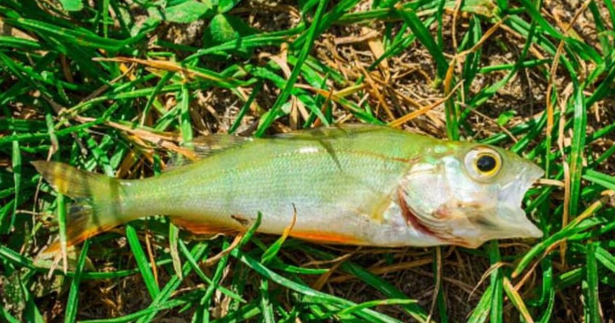 'This Isn't a Joke': Government Officials Forced to Release Statement After Fish Fall from Sky