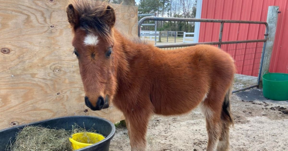 Baby Wild Horse Gets Amazing Rescue After Wandering Alone Without Family
