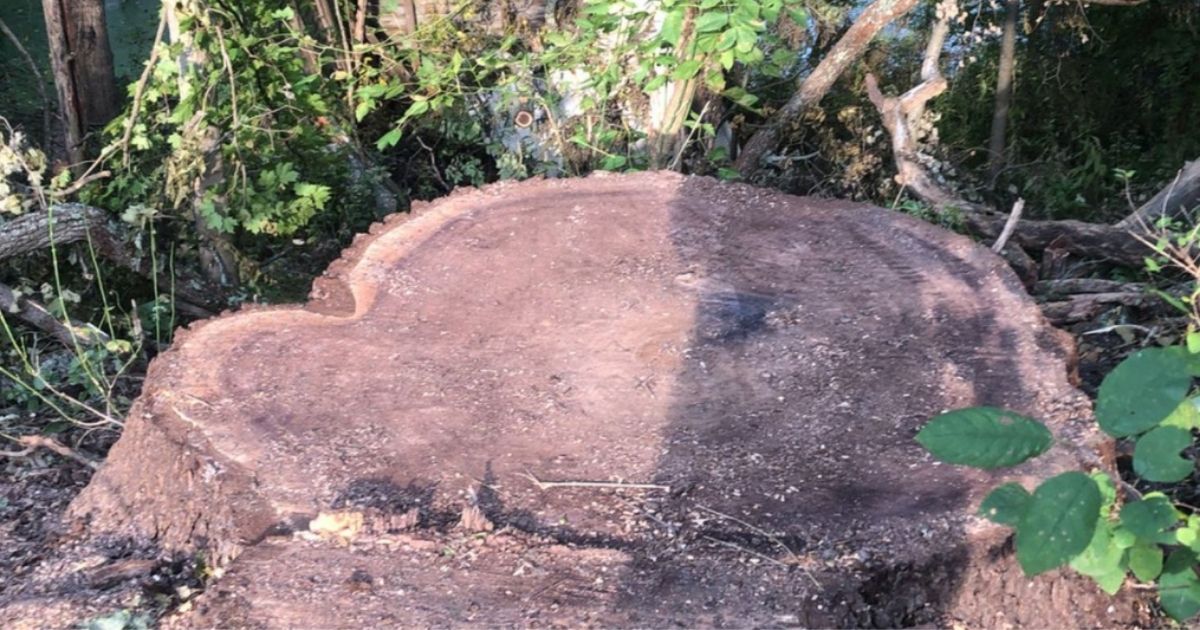 Siblings Face Charges for Allegedly Having One of Ohio's Largest Trees Cut Down Illegally; Remains Then Were Sold for Lumber