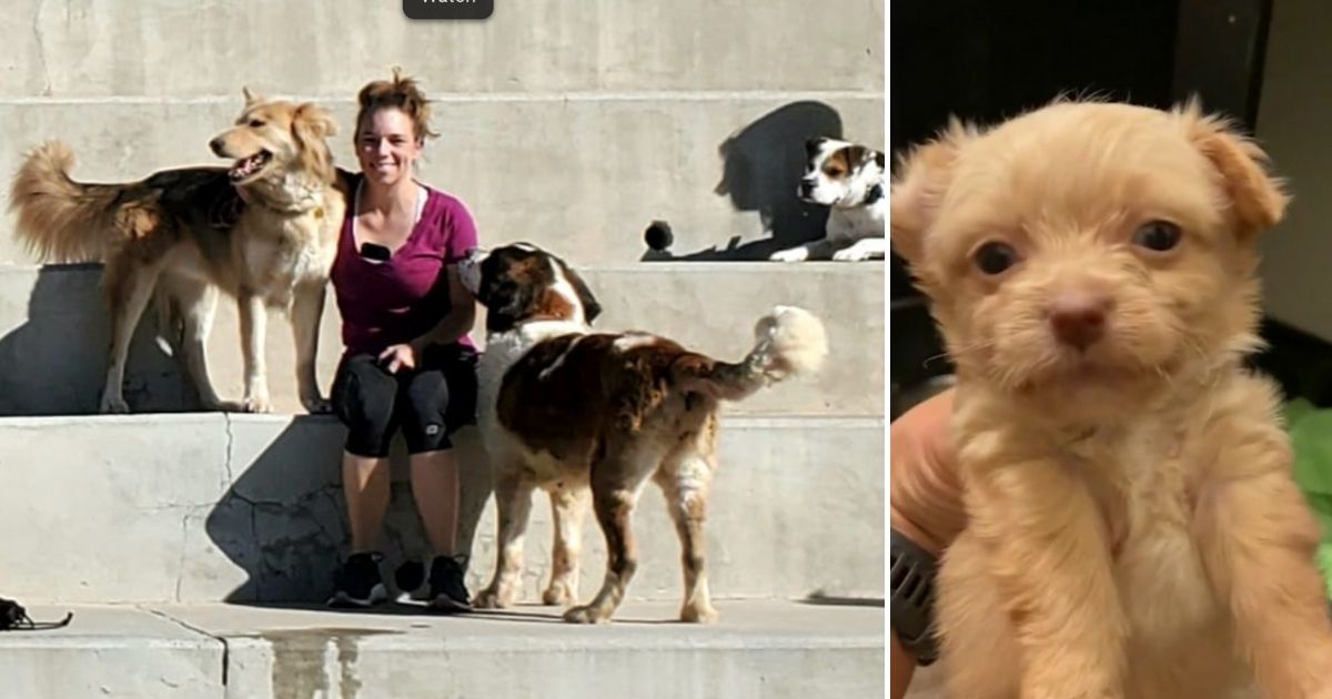 Heartbroken Rescuer Offers $10K Reward for 11 Personal and Foster Dogs Stolen from Her Home