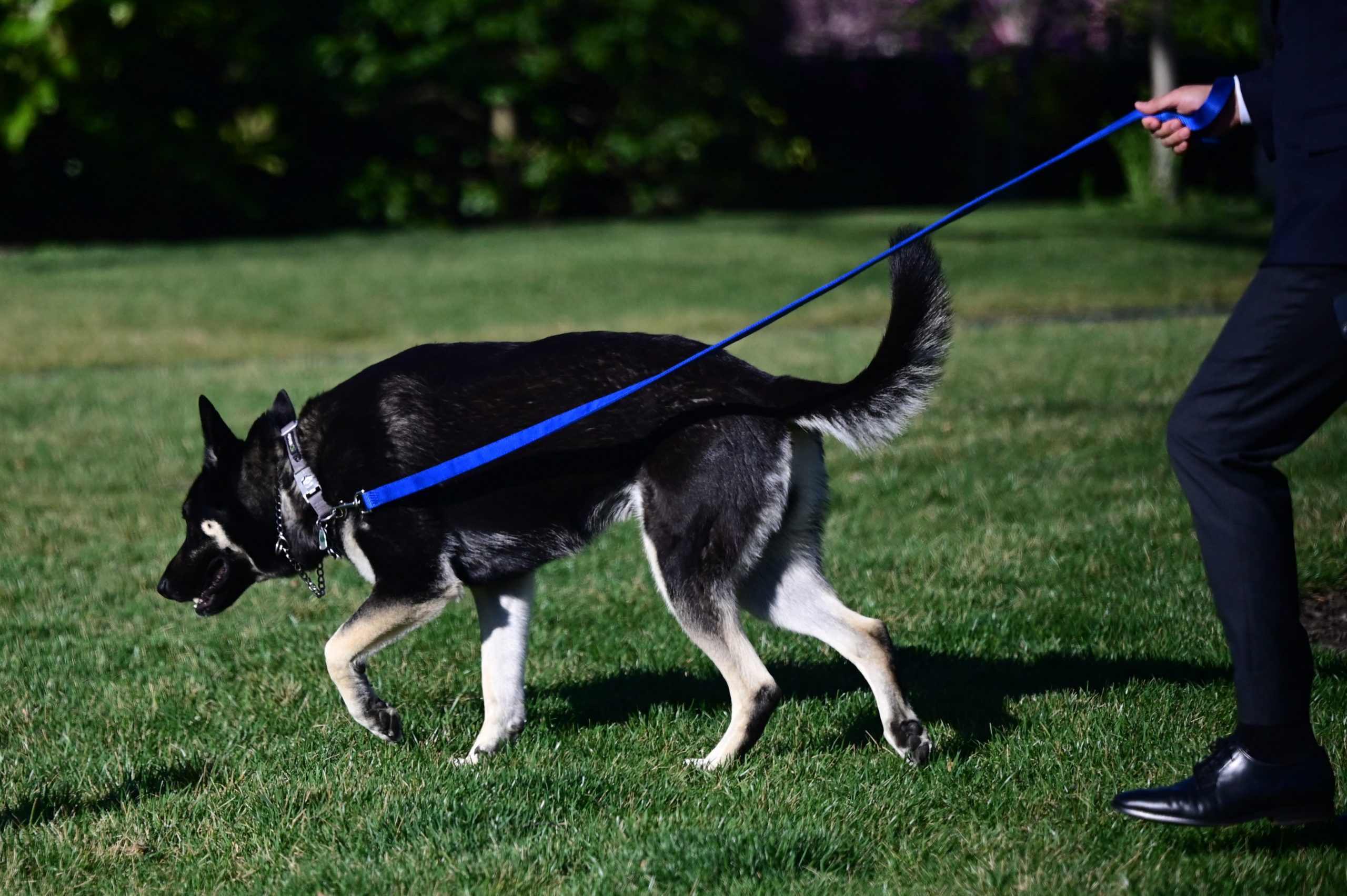 Documents: Secret Service Agents Upset With WH Reaction About Attacks by Biden’s Dog