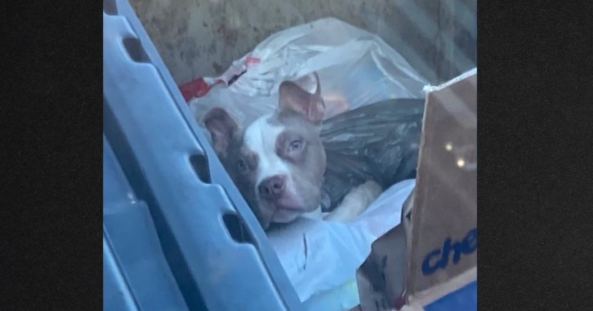 Refuse Worker Spots Dog Buried in Trash Just Before Servicing Dumpster