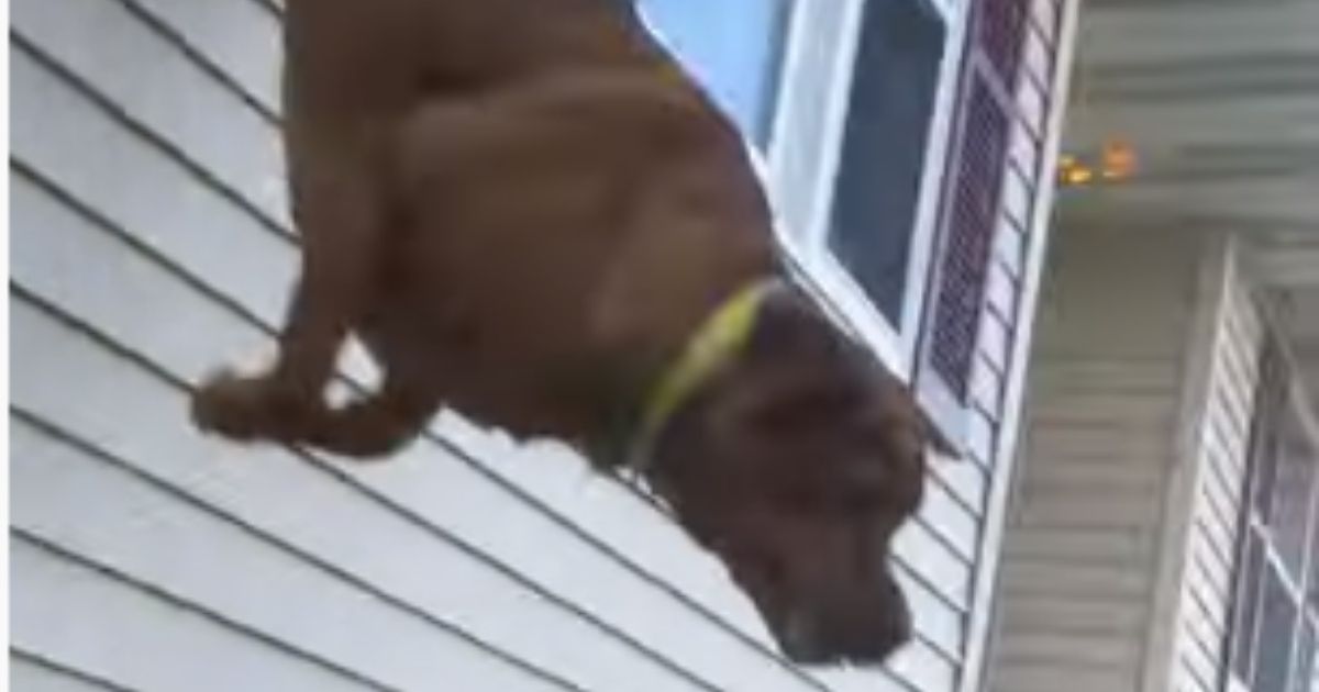 Dog Stuck on 2nd Floor of Burning Home Makes Desperate Attempt to Escape as Flames Close In