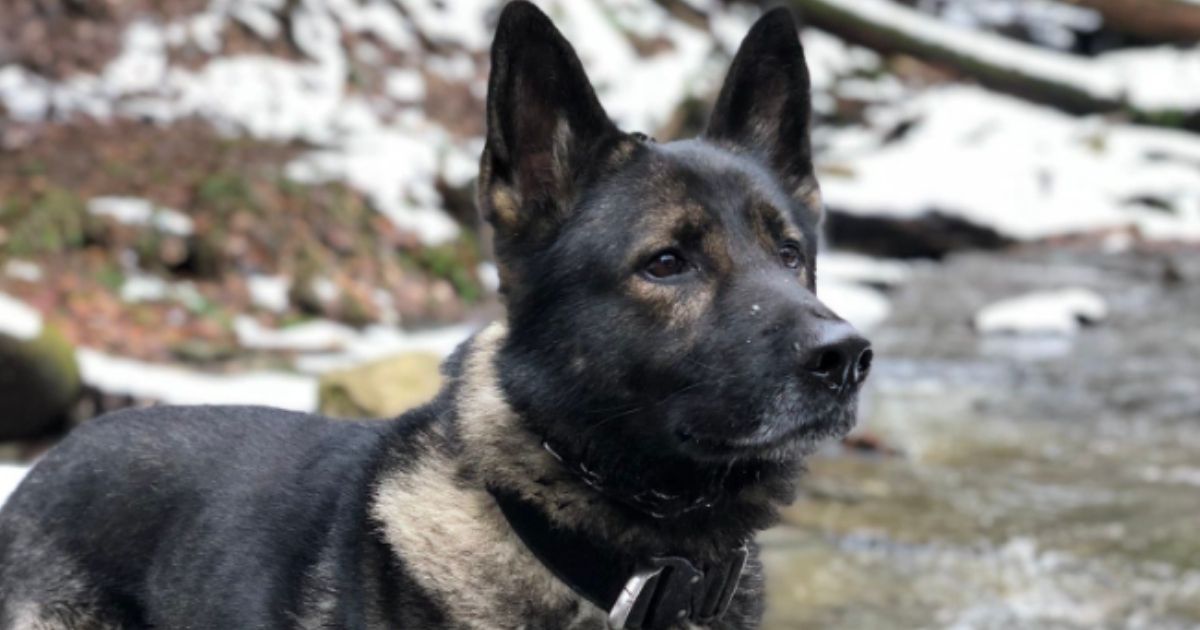 Deputy Asks for Help After Retired K9 Goes Missing: 'This Isn’t How His Chapter Is Supposed to Close'