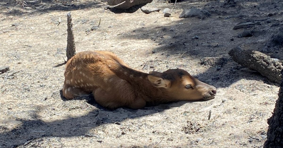 Firefighters Find Newborn Elk While Battling Massive Wildfire: 'Didn't Think It Was Alive'