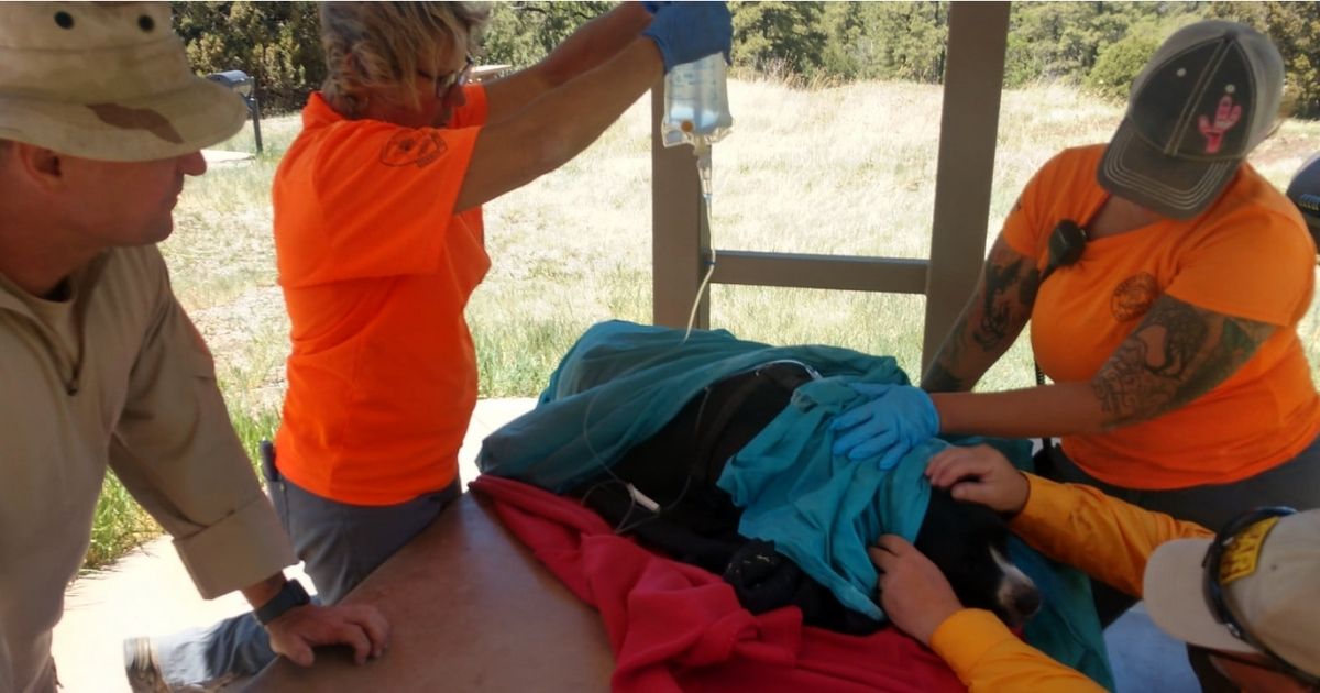 Missing Hiker's Body Finally Found After Six Days; Loyal Dog Nearly Died Staying with Owner's Body