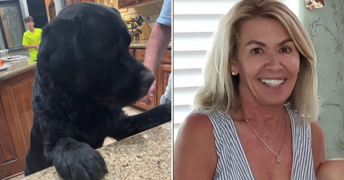 Hero Dog Leads Rescuers to Mother with Dementia Who Was Lost in Woods for Three Days