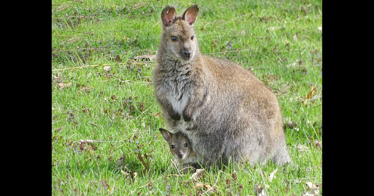 Baby Wallaby Goes Missing Overnight from Detroit Zoo: 'Very Shocking for All of Us'