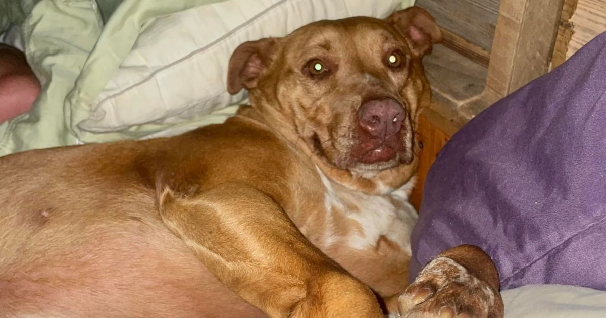 Couple Wakes Up to Find a Dog Snuggled Up In Their Bed: 'THIS IS NOT OUR DOG'