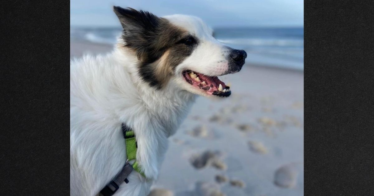 Owner Asks for Help After Car with Beloved Dog Inside Is Stolen, Damaged and Found Empty