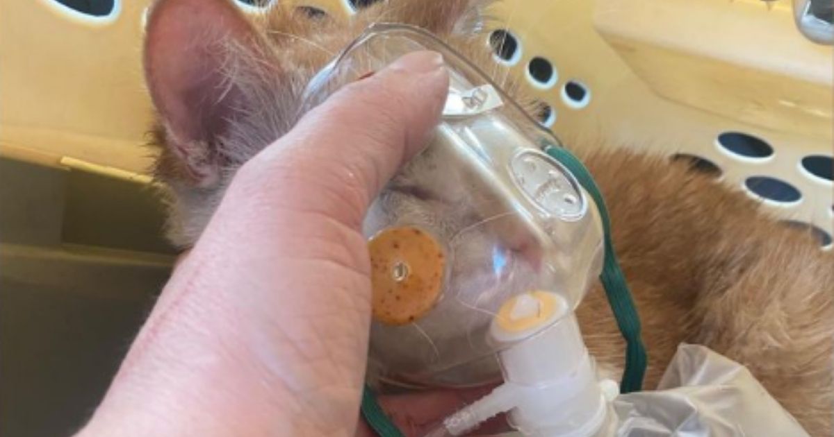 Firefighters Rescue 9 Kittens After Home Housing Local Rescue Supplies and Kittens Catches on Fire