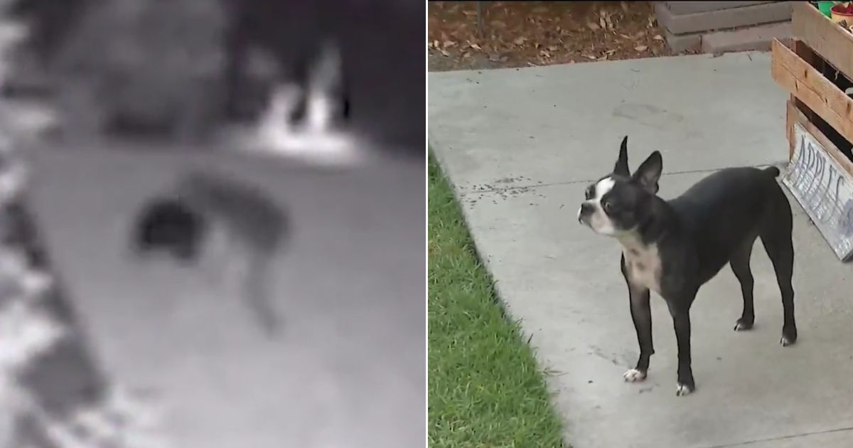 Family Hears Their Dog 'Screaming for Her Life', But When They Rush Outside, Attacker is Long Gone