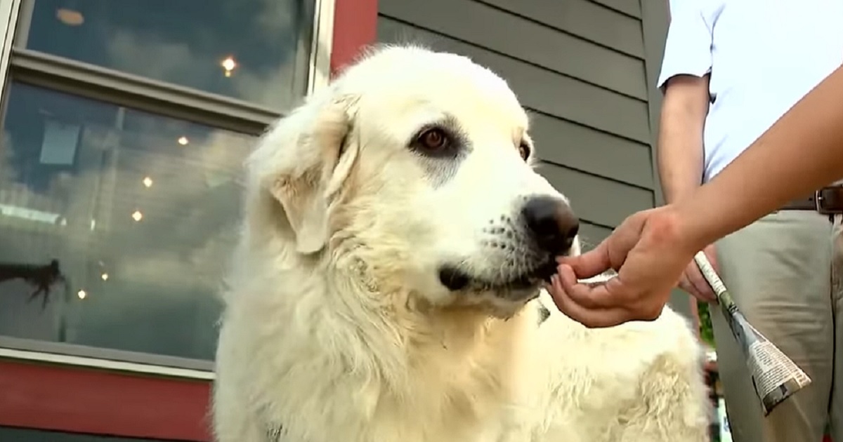 Assistant District Attorney Out of a Job After Targeting Family Dog with Cruel Procedure in Plea Deal