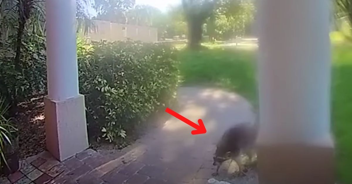 Video: Raccoon Chases Dog and Owner to House, Follows Them Inside