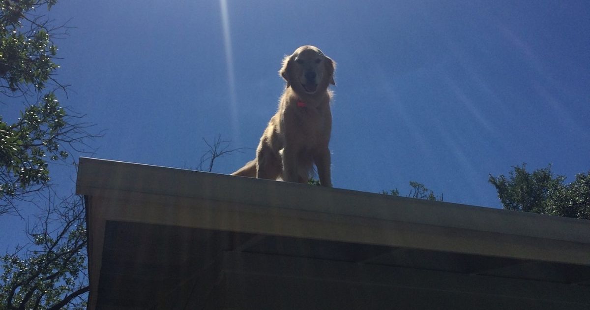 Adventurous Dog Attracts So Many Passersby That Owners Finally Put Up Sign: 'We Know He's Up There!'