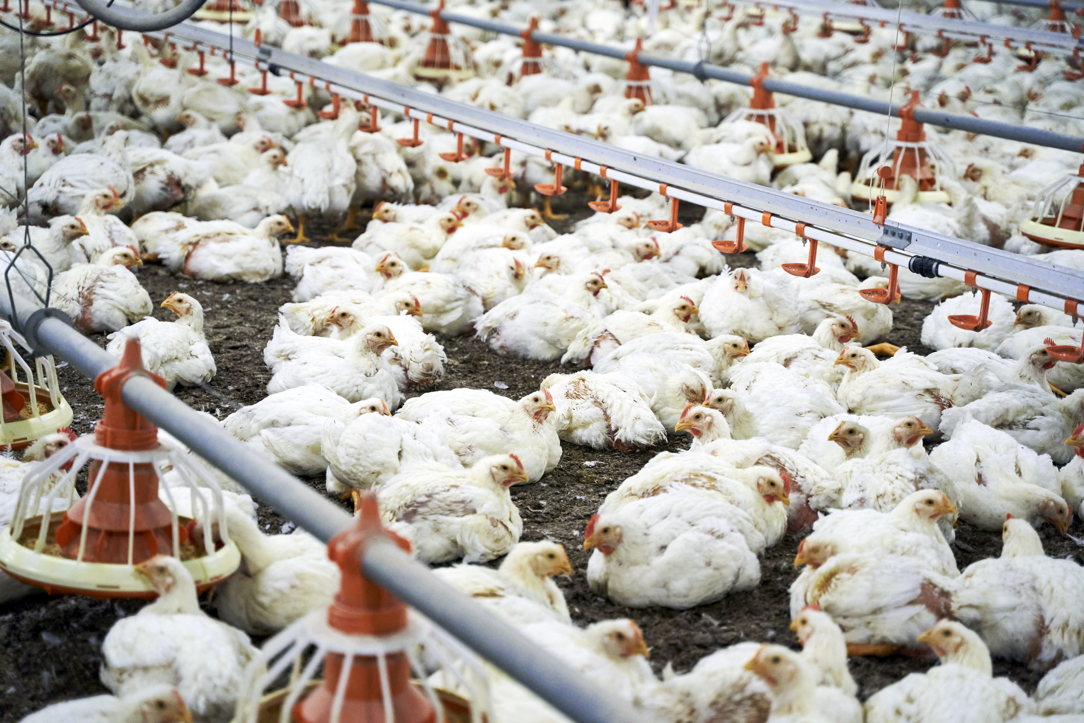 Feds Suing Some of America's Biggest Chicken Companies, Suit Has Nothing to Do with Food