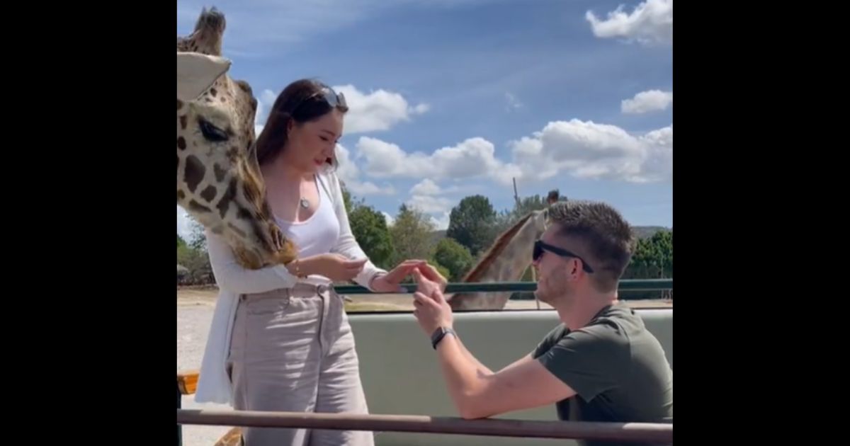 Watch: Safari Park Proposal Goes Wildly Wrong After a Giraffe Joins In, Leaves Woman in Neck Brace