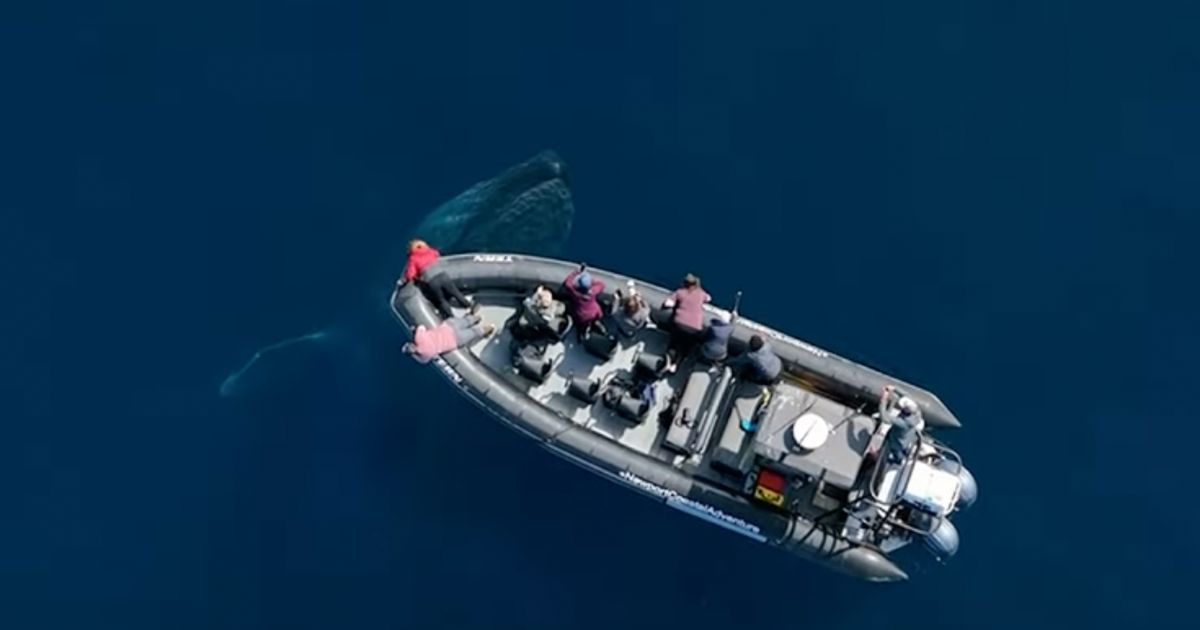 Unreal Footage Captured as Biggest Beast in the Sea Passes by Boat Full of People