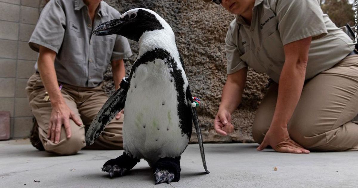 Happy Feet: Watch as Disabled and Isolated Penguin Gets New Lease on Life