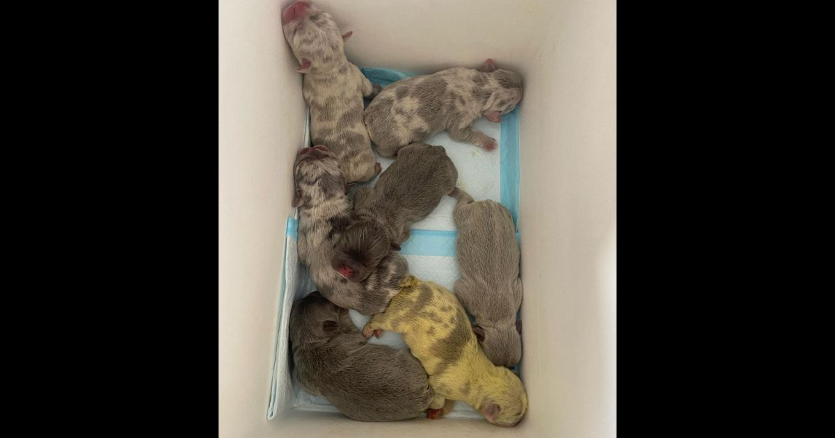 'A Rollercoaster of a Day': Man Shocked to Find His Dog Had Given Birth to a Green Puppy